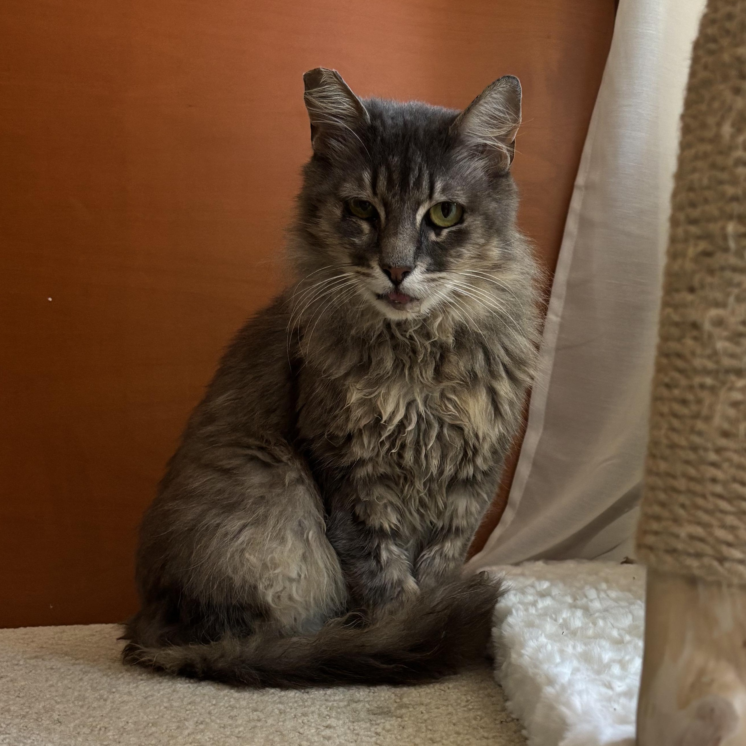 Enlarge Beans, a ADOPTABLE Tabby in San Francisco, CA image 3/4
