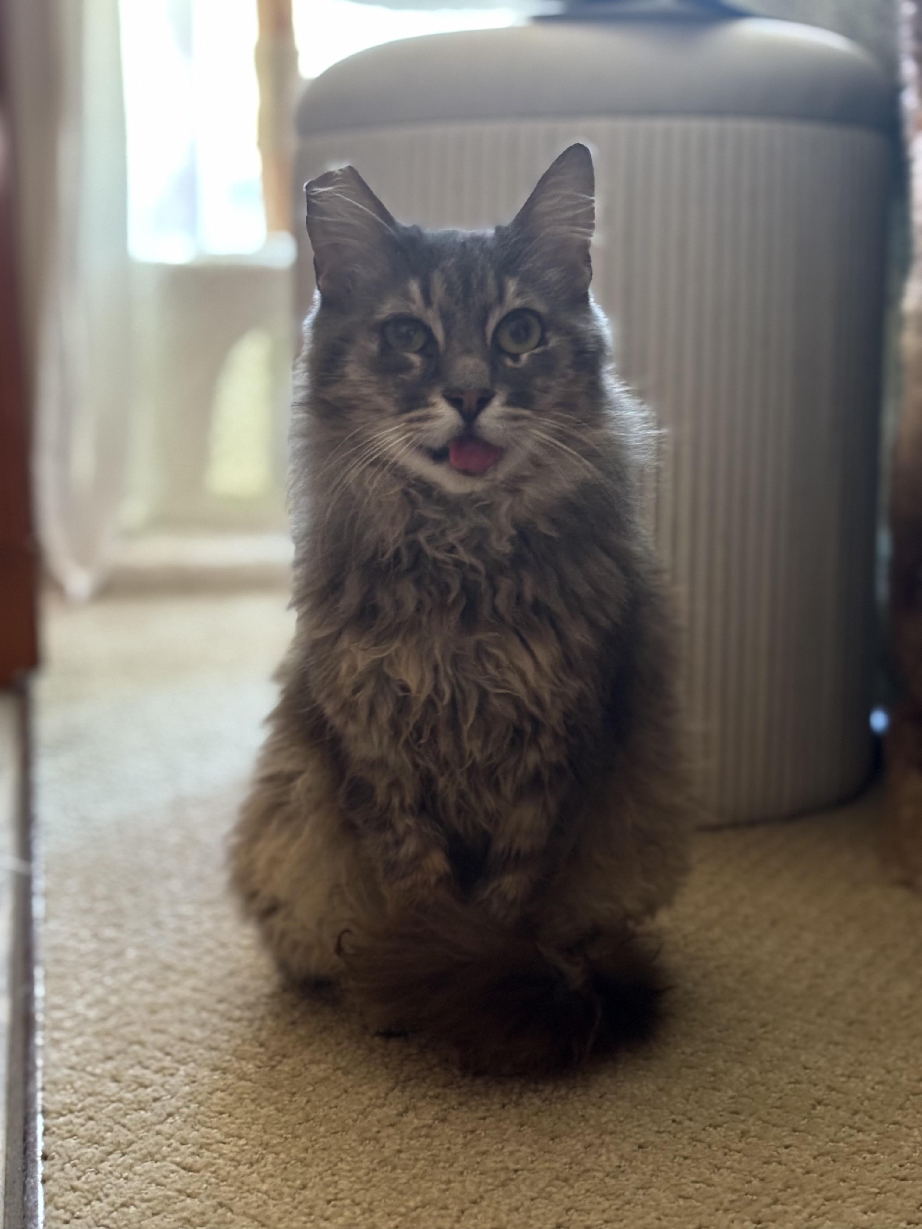 Enlarge Beans, a ADOPTABLE Tabby in San Francisco, CA image 4/4