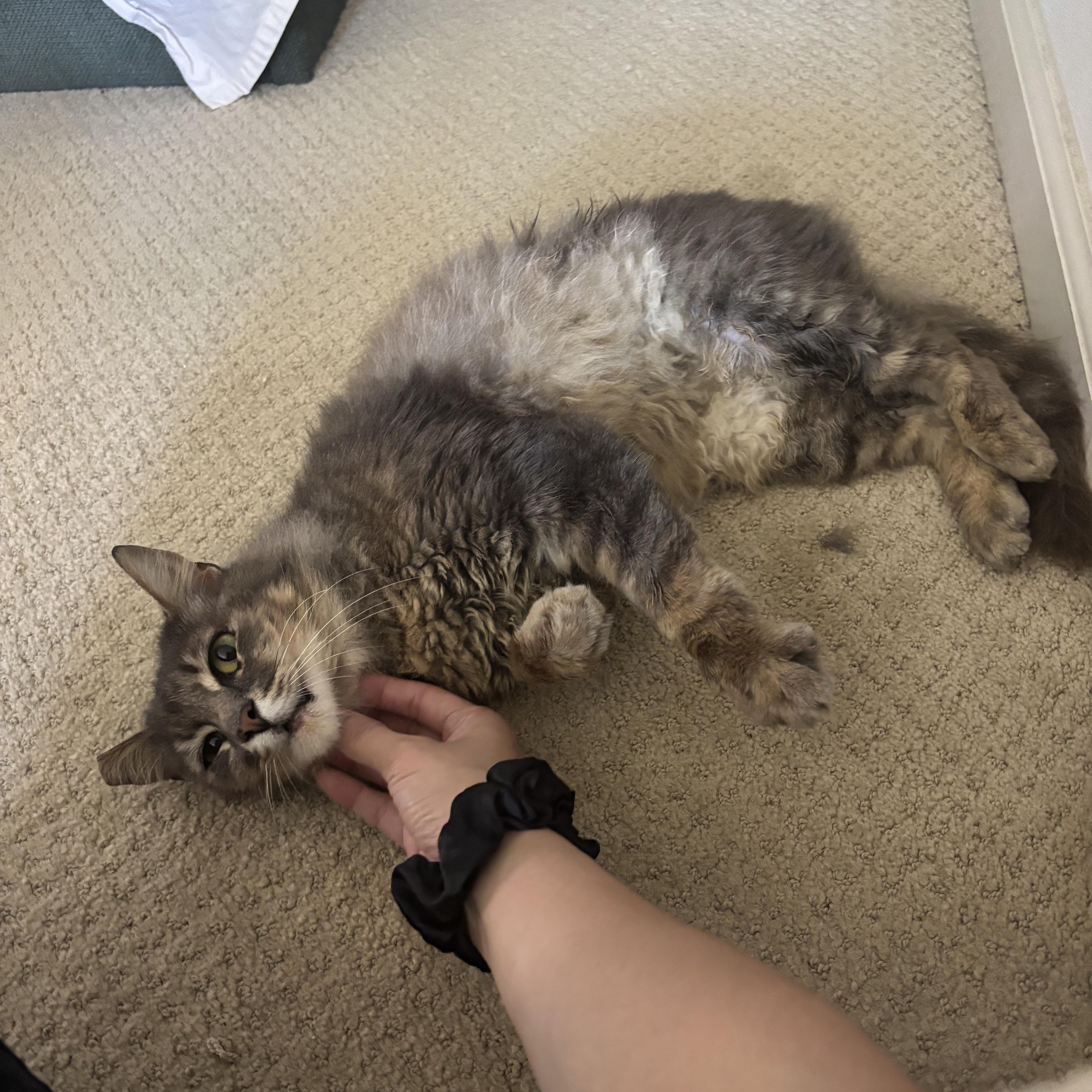 Enlarge Beans, a ADOPTABLE Tabby in San Francisco, CA image 2/4