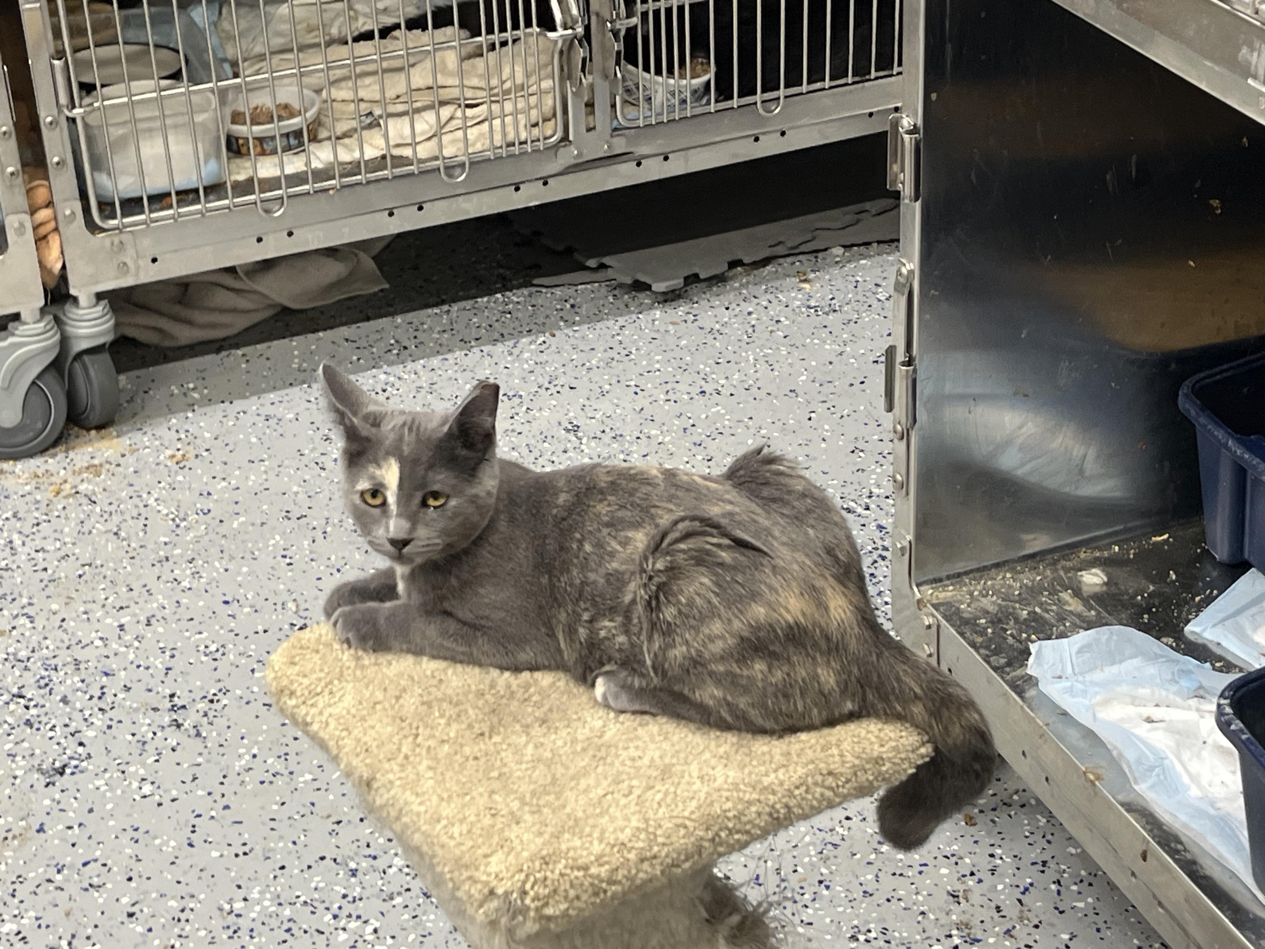 Lady Diane, Adoptable, Young Female Domestic Short Hair.