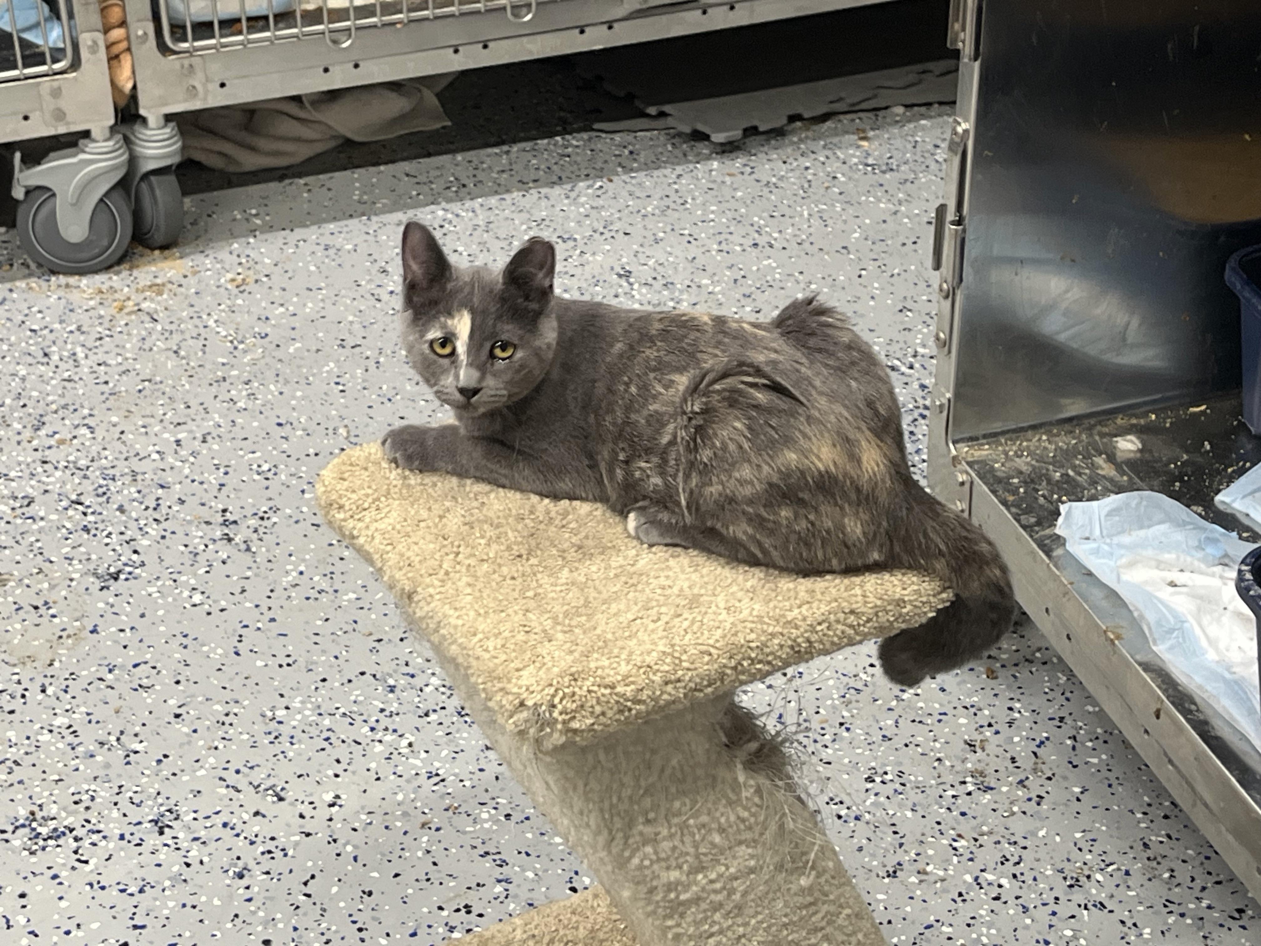 Enlarge Lady Diane, a Adoptable mixed breed in Brighton, MI image 2/6