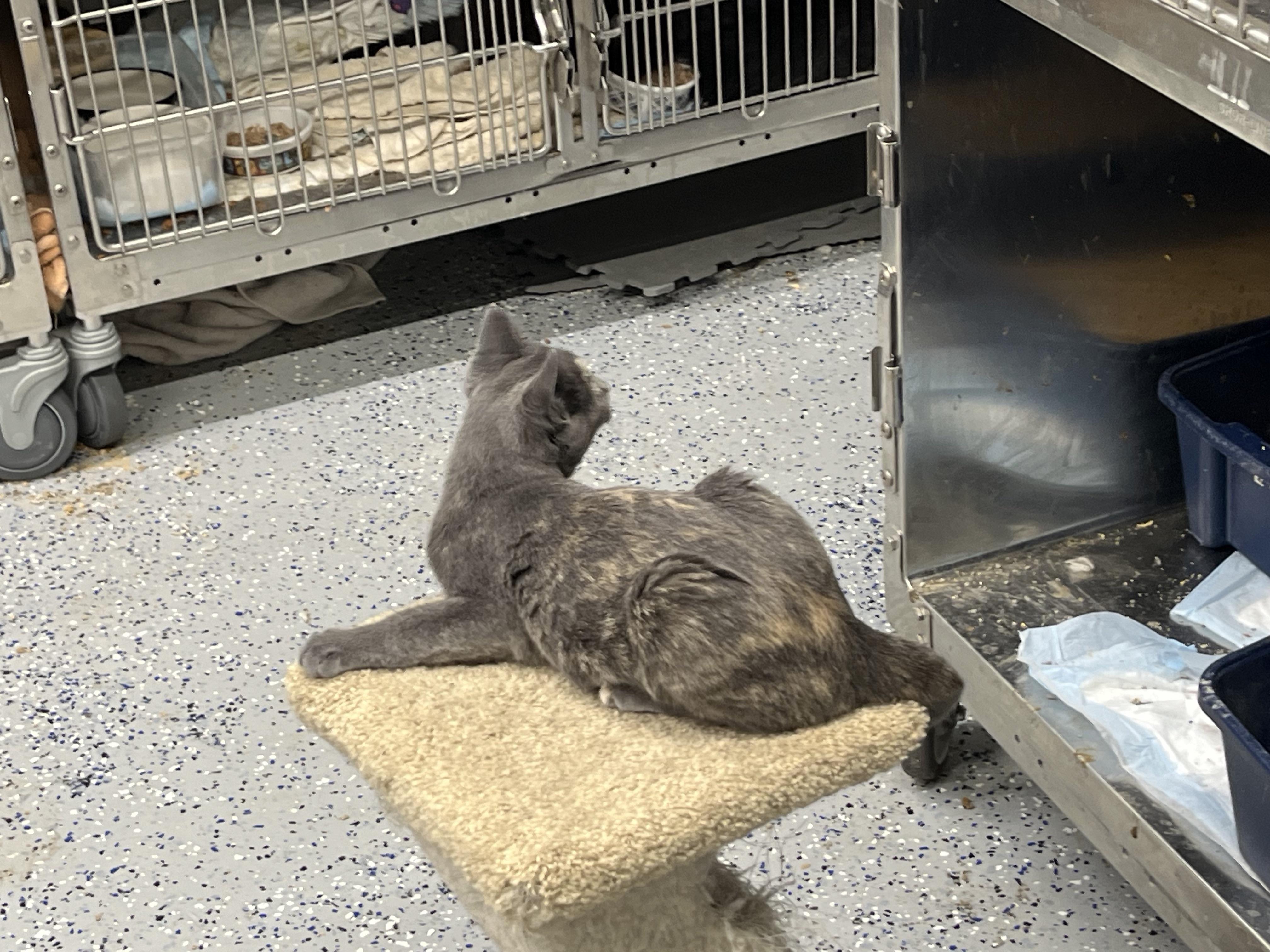 Enlarge Lady Diane, a Adoptable mixed breed in Brighton, MI image 3/6