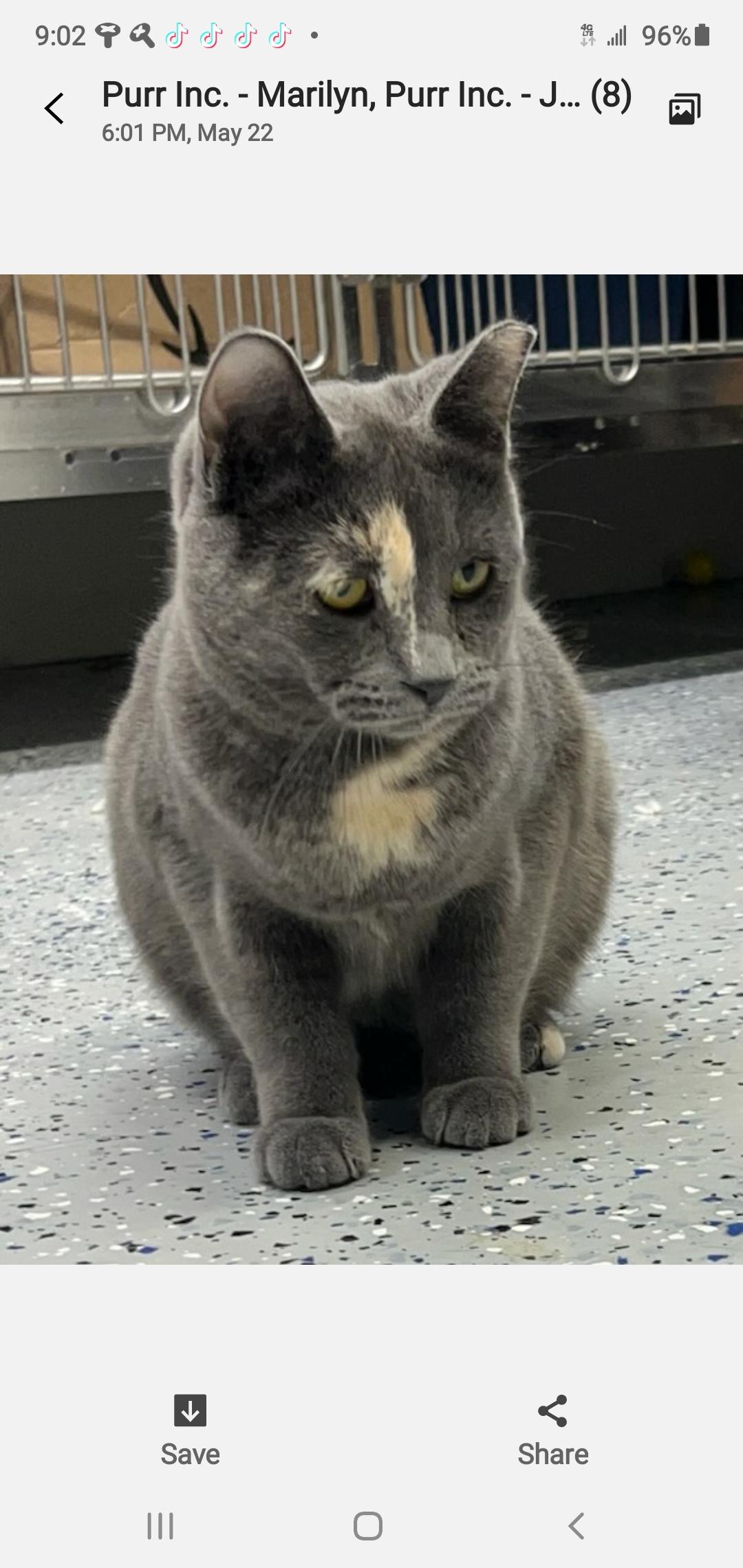 Lady Diane, Adoptable, Young Female Domestic Short Hair.