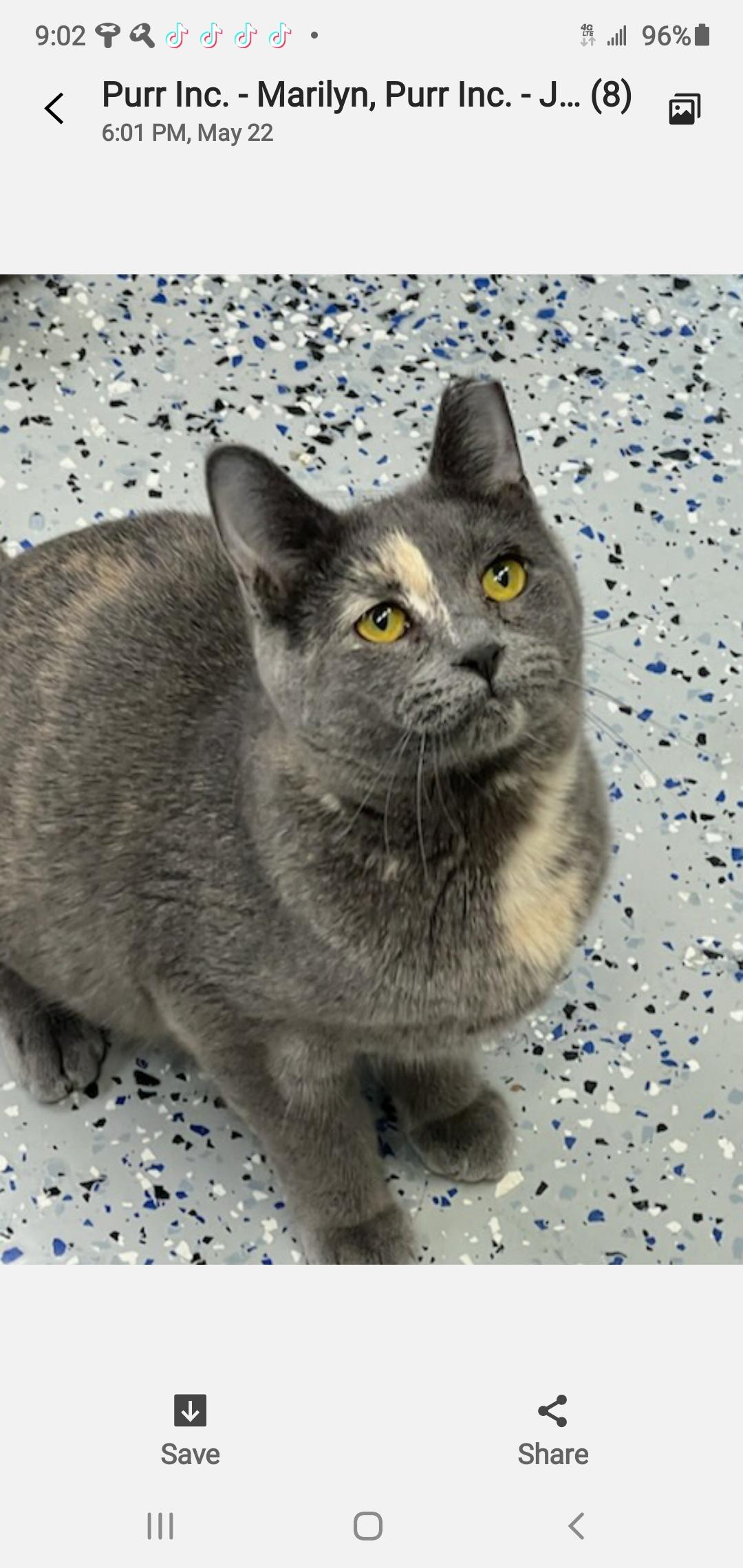 Enlarge Lady Diane, a Adoptable mixed breed in Brighton, MI image 5/6