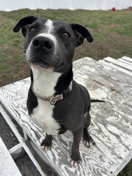 Kringle, Adoptable, Young Male Labrador Retriever & Mixed Breed.