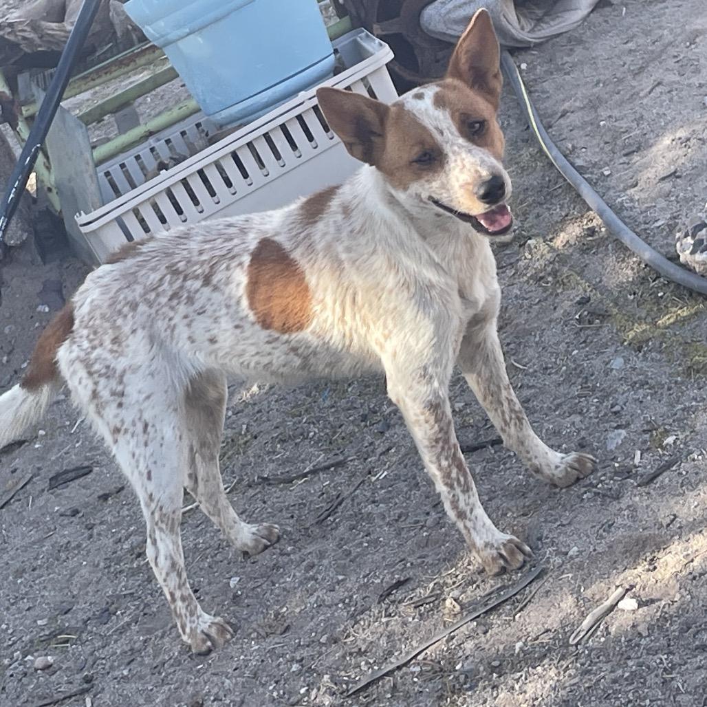 Jenny, Adoptable, Adult Female Cattle Dog & Mixed Breed.