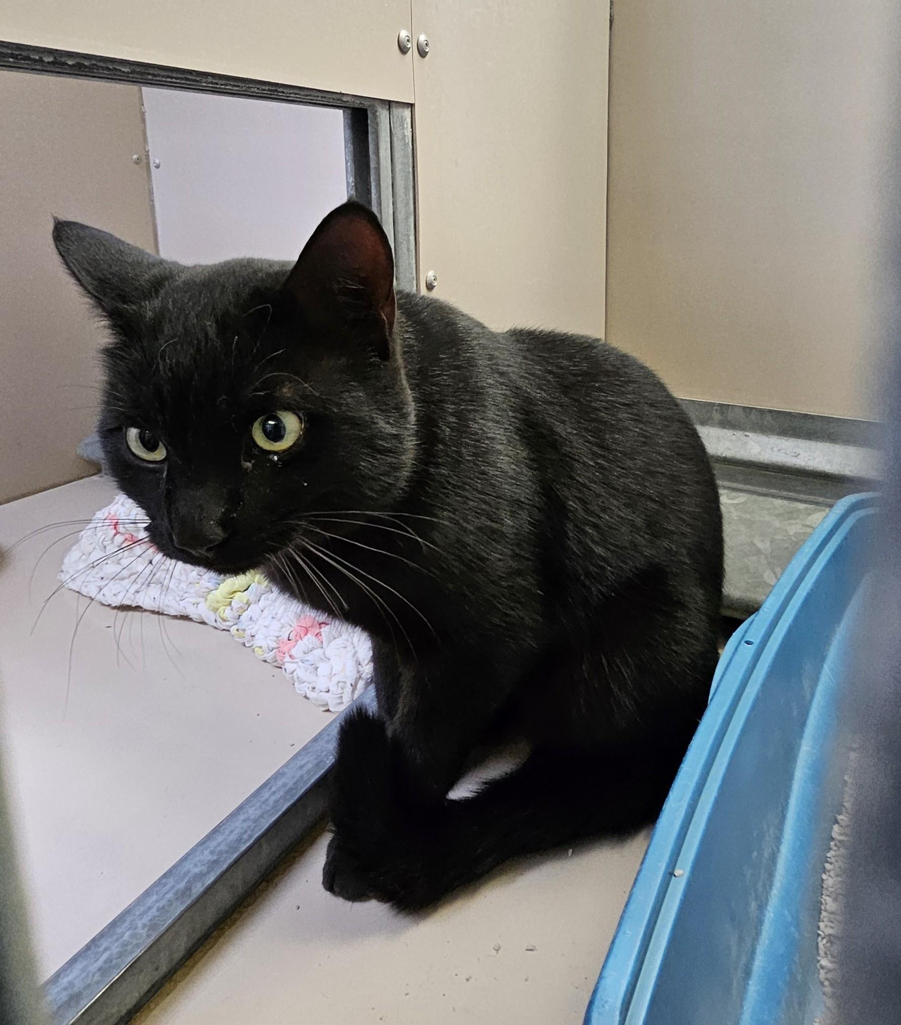 Smokey/60249830, adopted, Adult Male Domestic Short Hair.