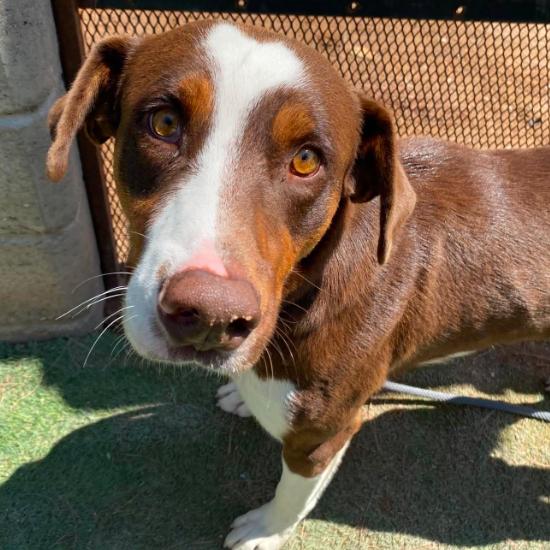 Fred, Adoptable, Young Male Border Collie & Mixed Breed.
