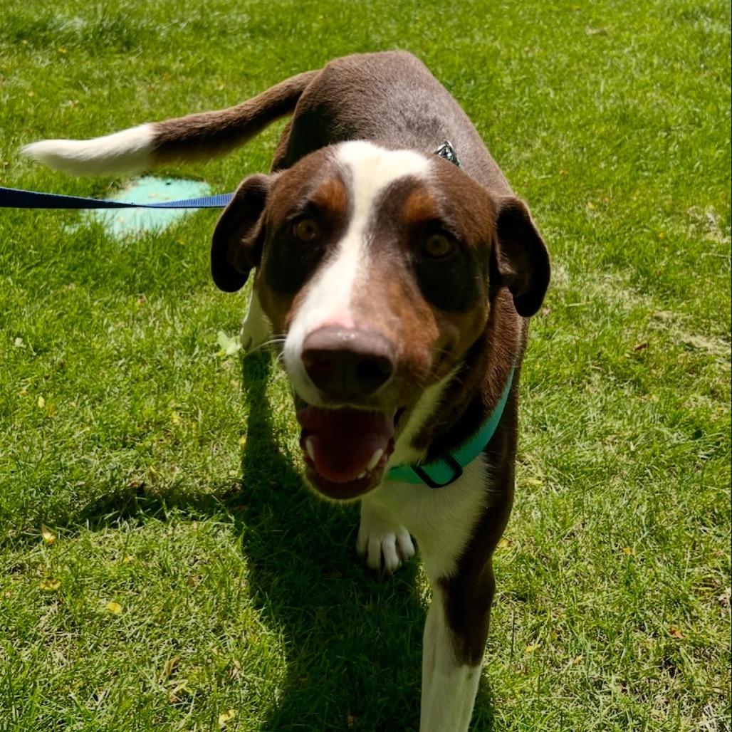 Enlarge Fred, a Adoptable mixed breed in Fort Collins, CO image 2/6