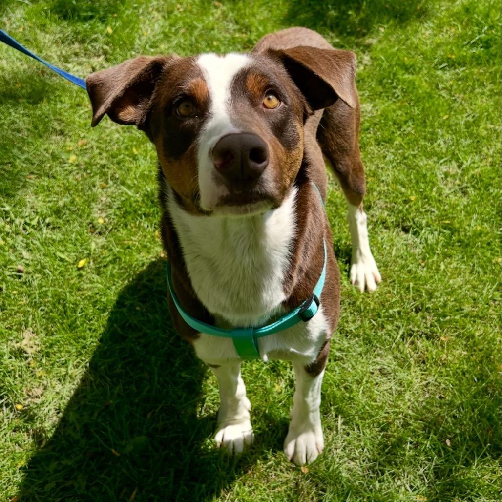 Enlarge Fred, a Adoptable mixed breed in Fort Collins, CO image 3/6