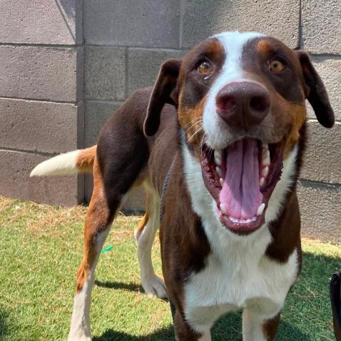 Enlarge Fred, a Adoptable mixed breed in Fort Collins, CO image 2/3