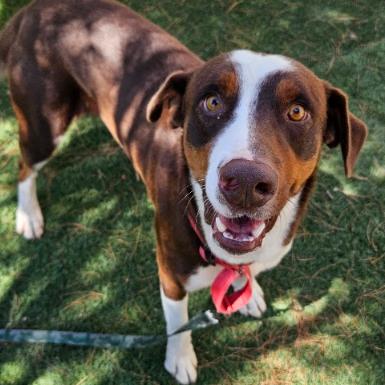 Enlarge Fred, a Adoptable mixed breed in Fort Collins, CO image 3/3