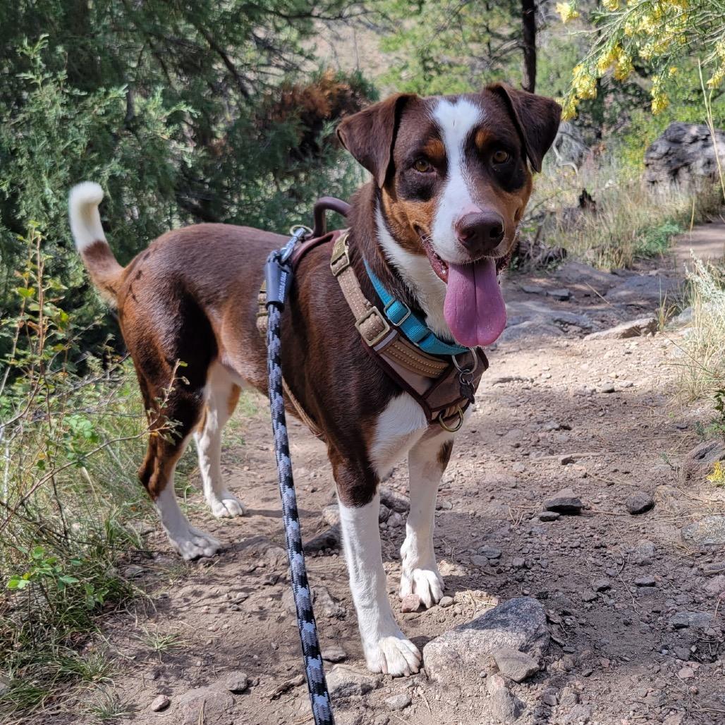 Enlarge Fred, a Adoptable mixed breed in Fort Collins, CO image 6/6