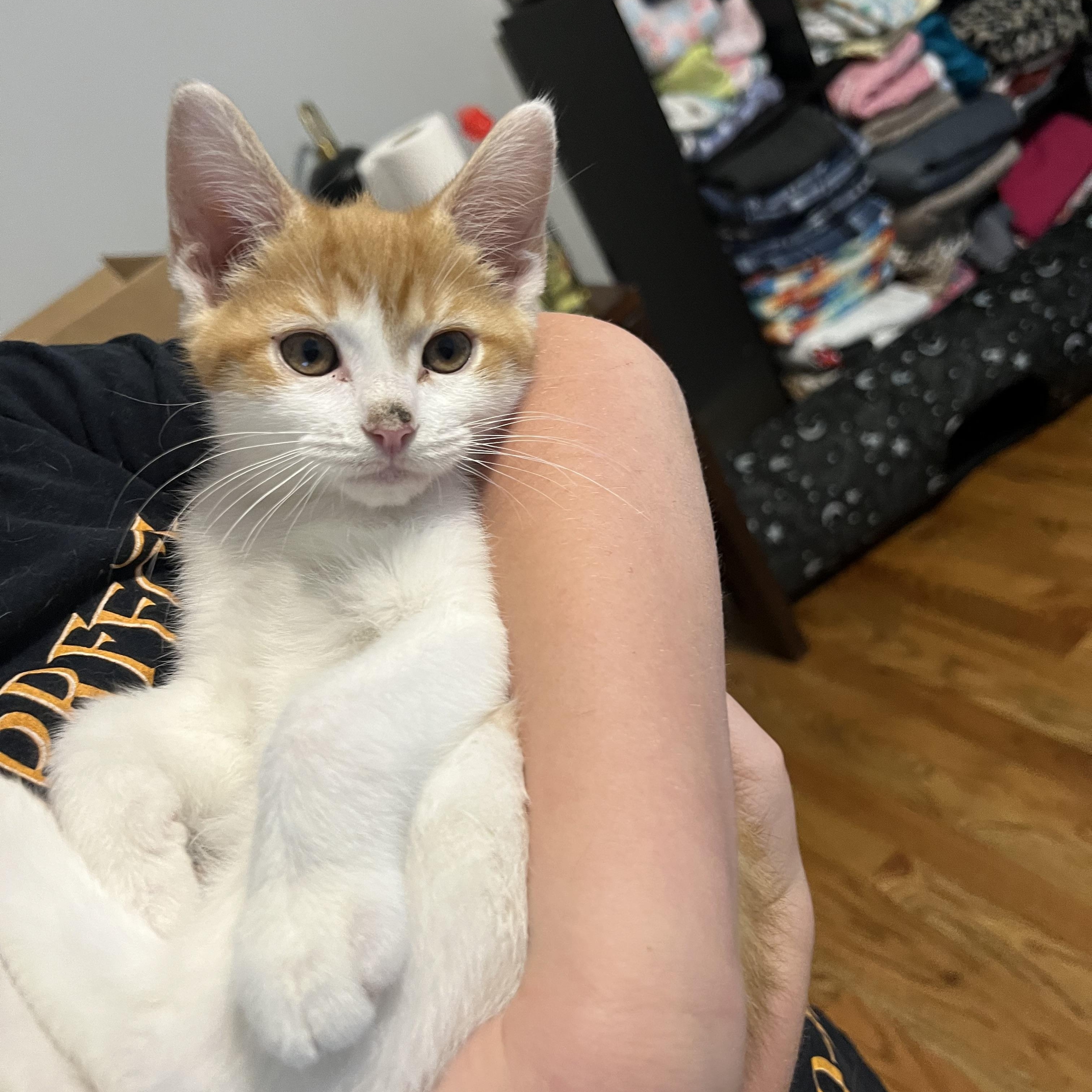 Enlarge Seymour, an adopted Domestic Short Hair in Alvaton, KY image 4/5