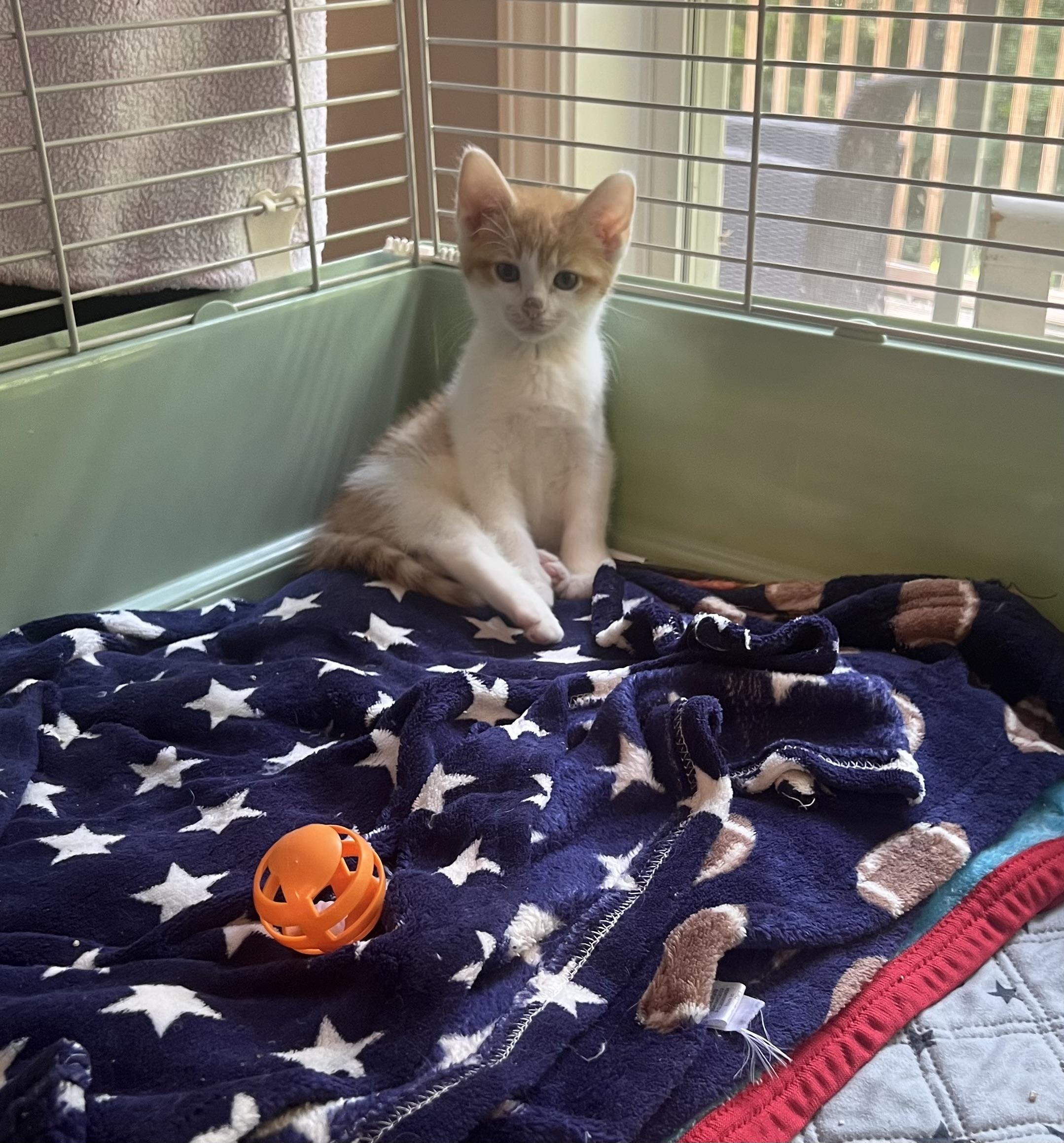 Enlarge Seymour, an adopted Domestic Short Hair in Alvaton, KY image 2/5
