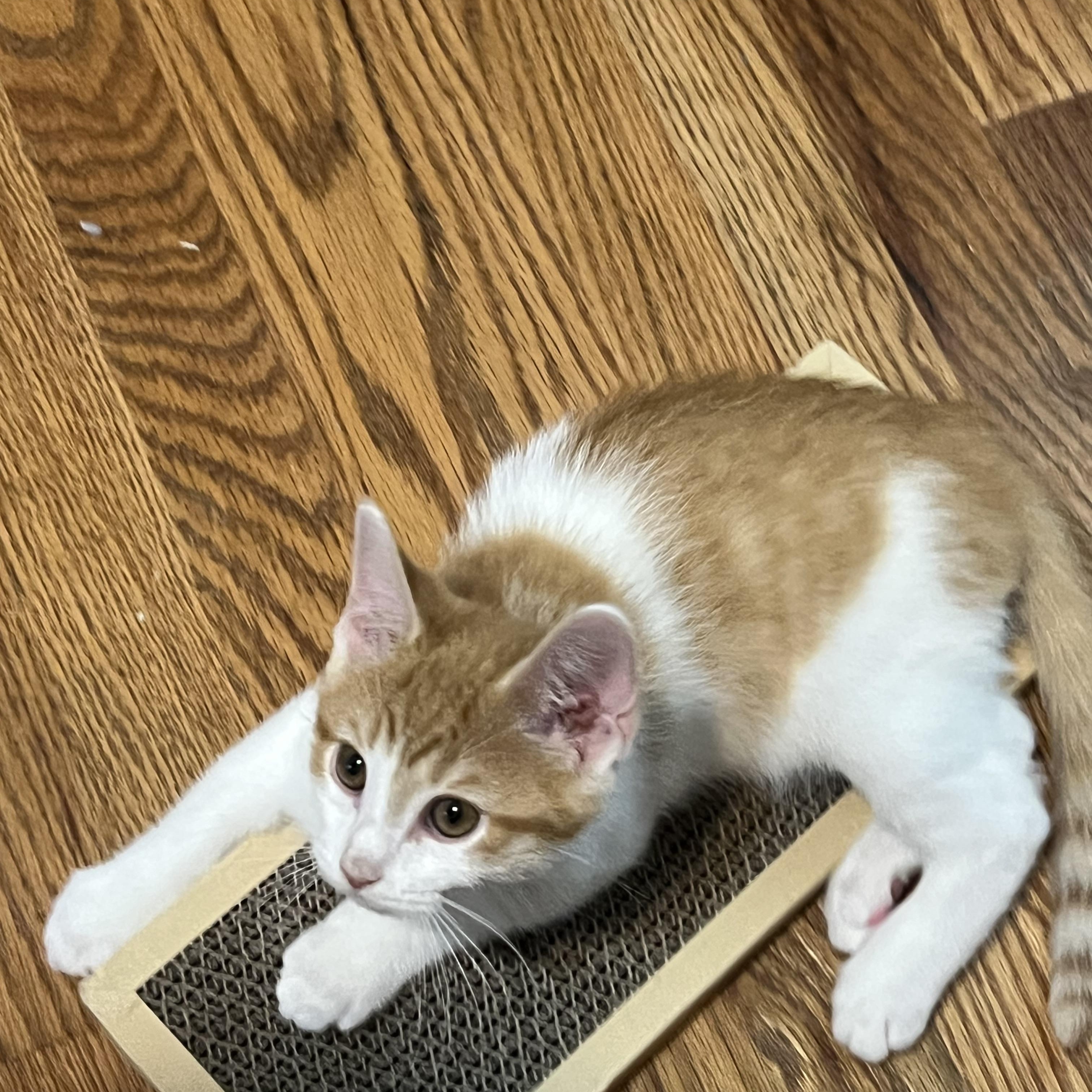 Enlarge Seymour, an adopted Domestic Short Hair in Alvaton, KY image 3/5