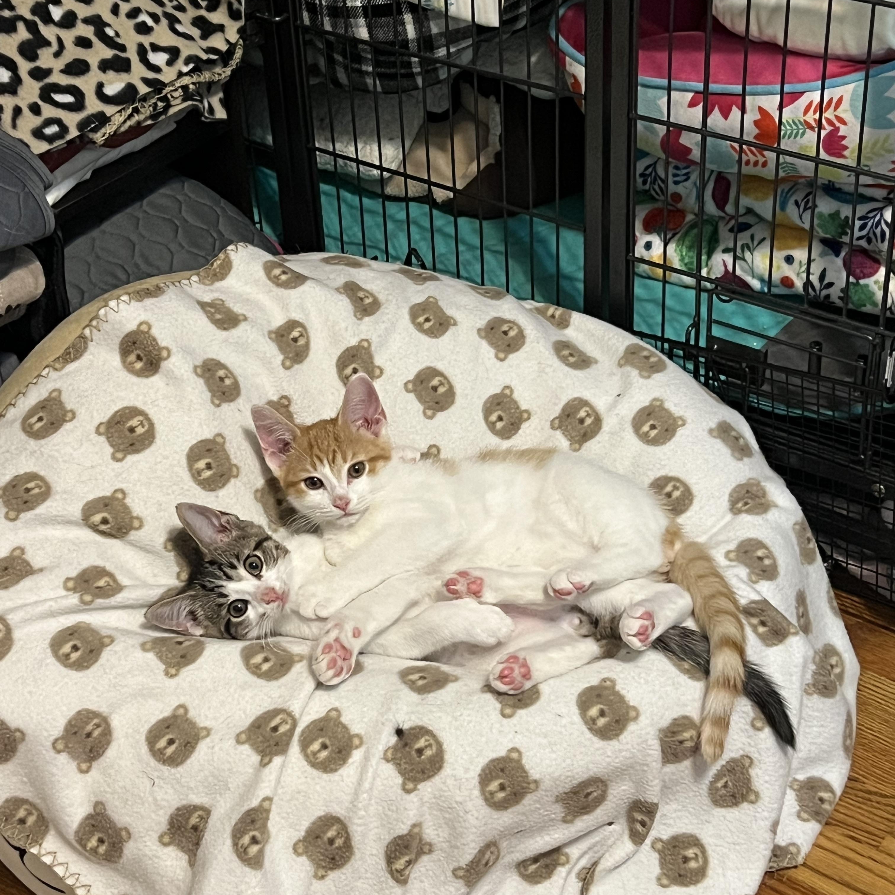 Enlarge Seymour, an adopted Domestic Short Hair in Alvaton, KY image 5/5