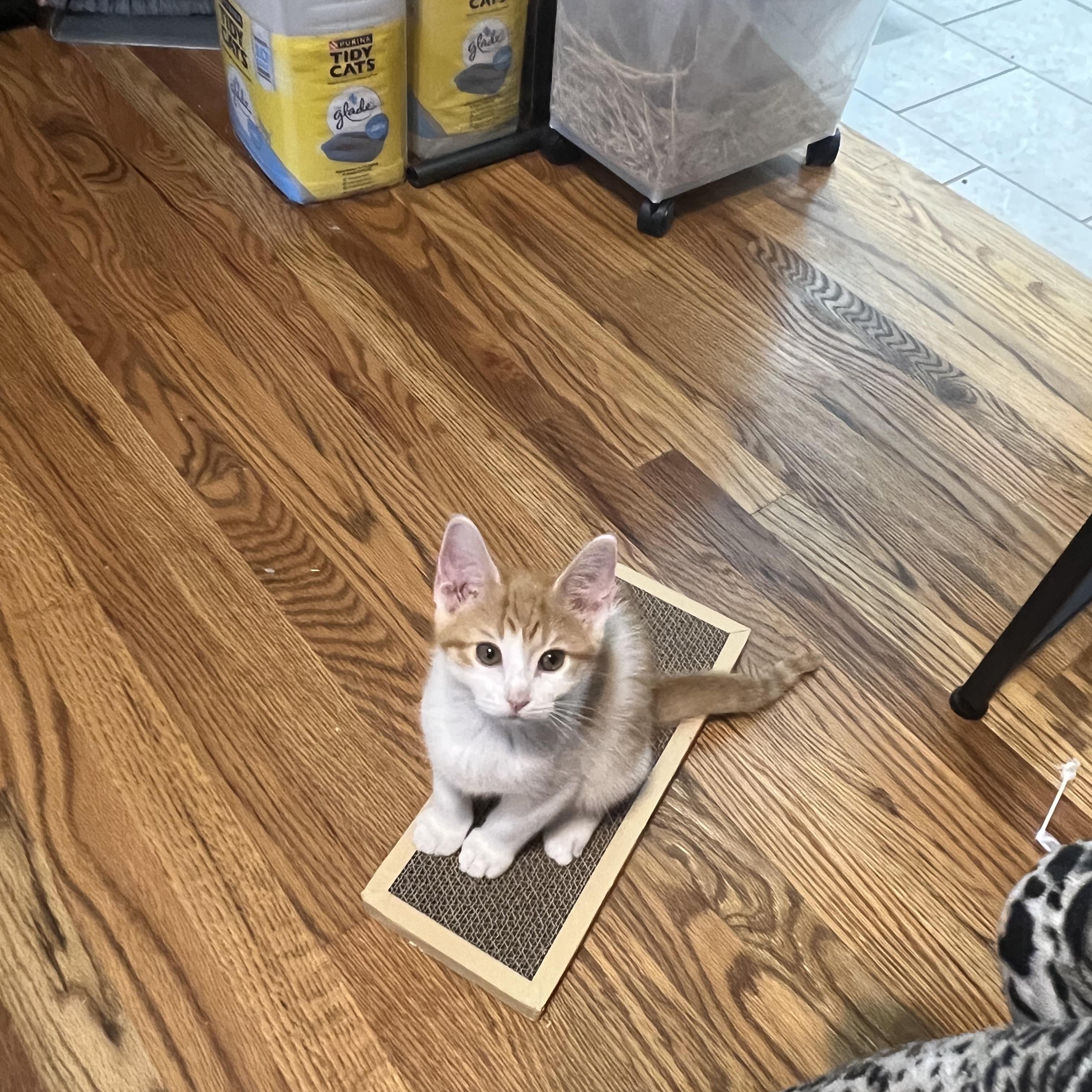 Seymour, adopted, Kitten Male Domestic Short Hair.