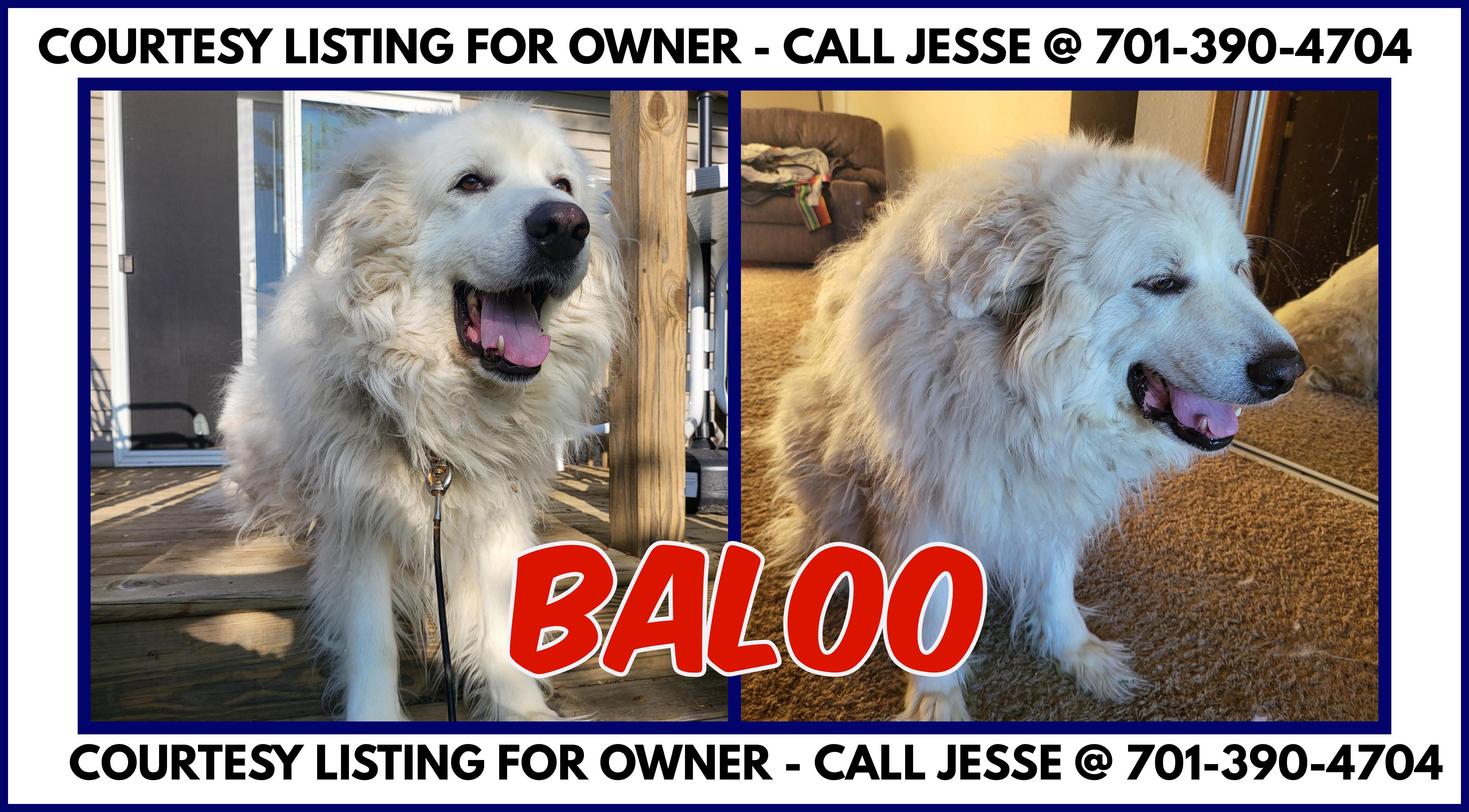Baloo - COURTESY LISTING FOR OWNER photo 1