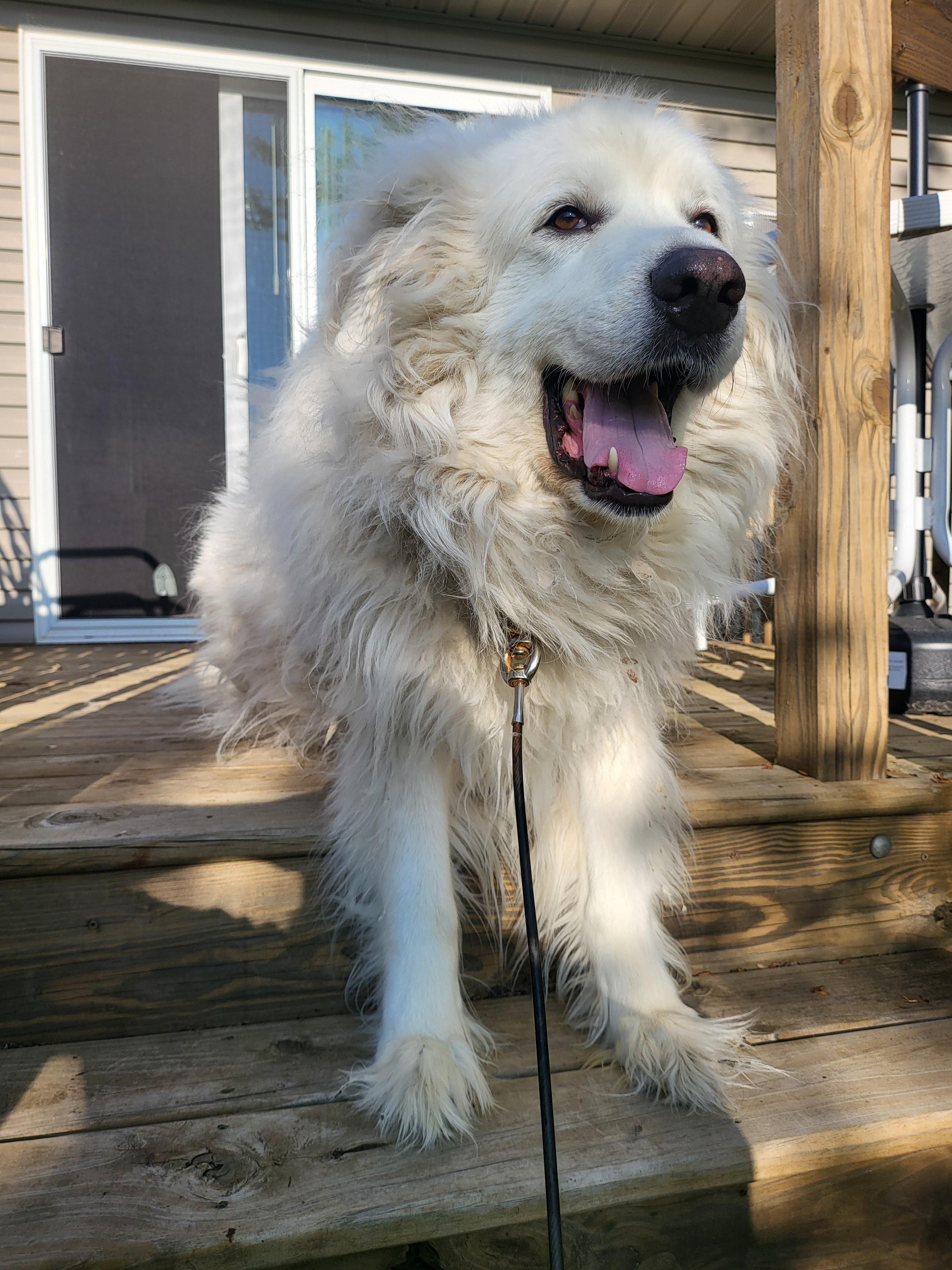 Baloo - COURTESY LISTING FOR OWNER photo 3