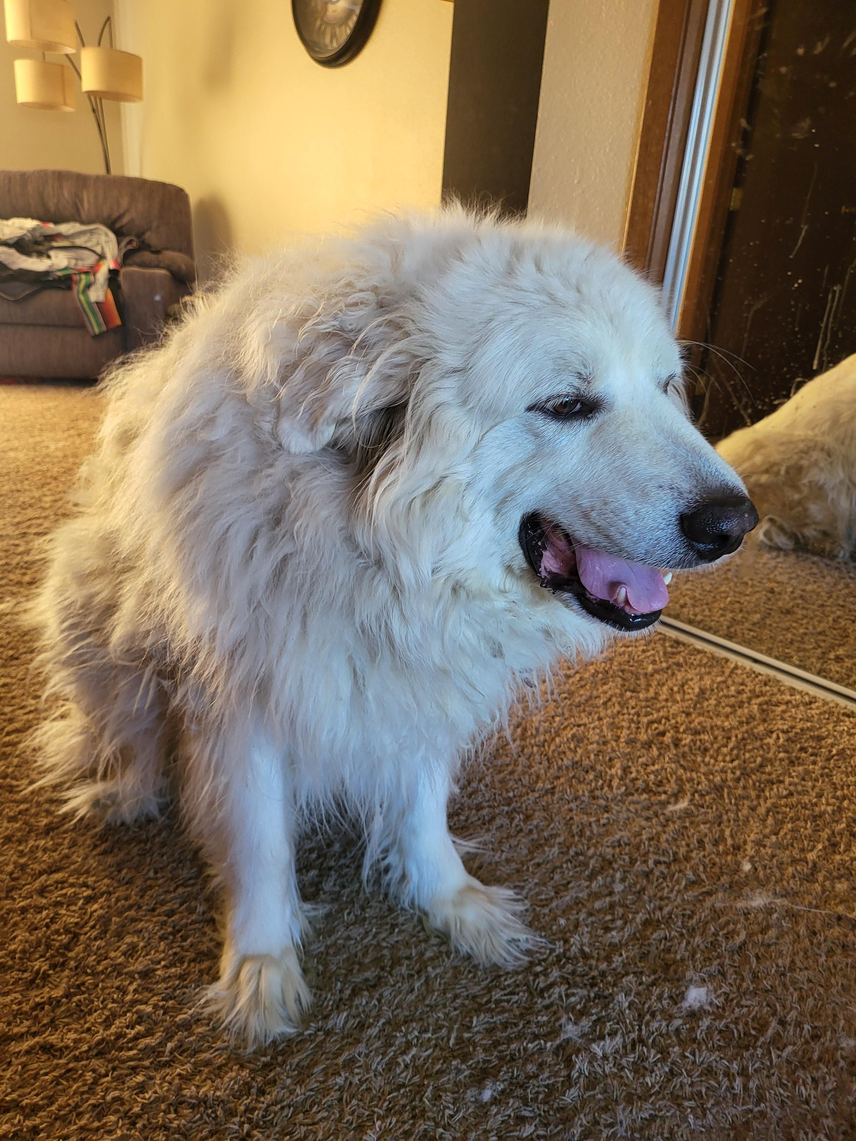 Baloo - COURTESY LISTING FOR OWNER photo 2