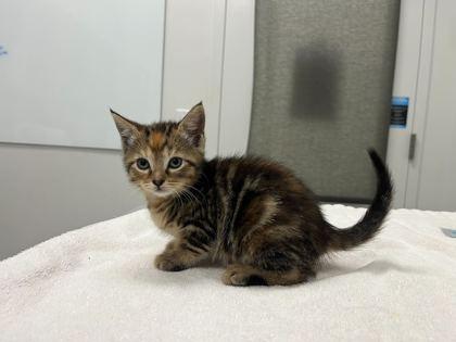 Fried Oreos, Adoptable, Kitten Female Domestic Short Hair.