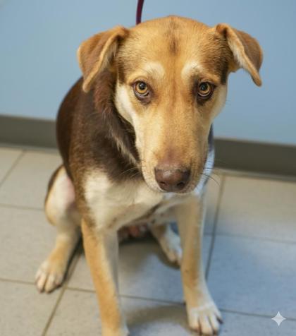 Enlarge Whitney, a Adoptable mixed breed in Bowling Green, KY image 1/2