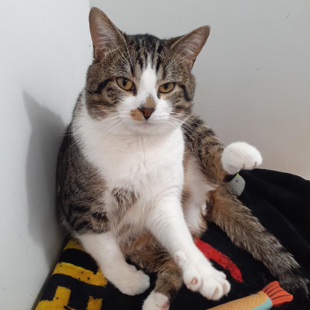 Caesar, a Adoptable Domestic Short Hair in Pittsburgh, PA image 1/6