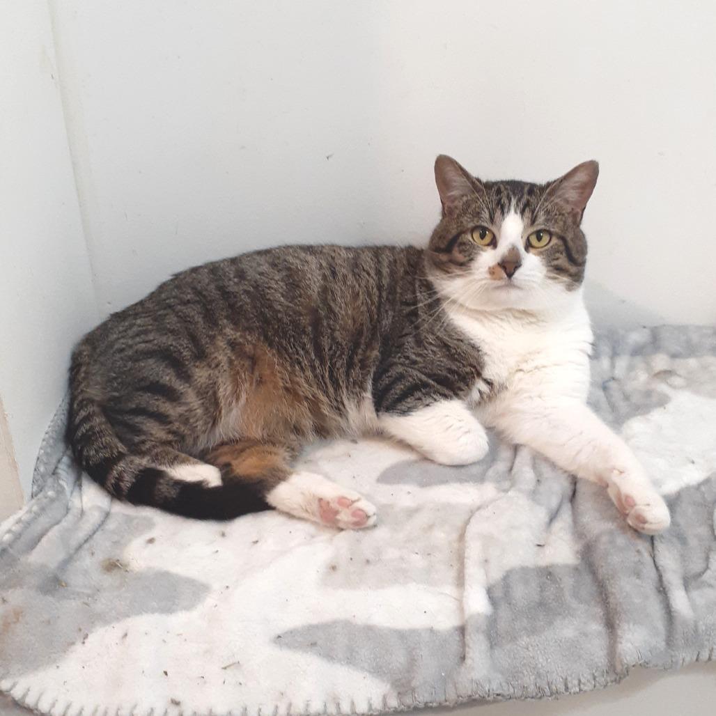 Caesar, Adoptable, Adult Male Domestic Short Hair.