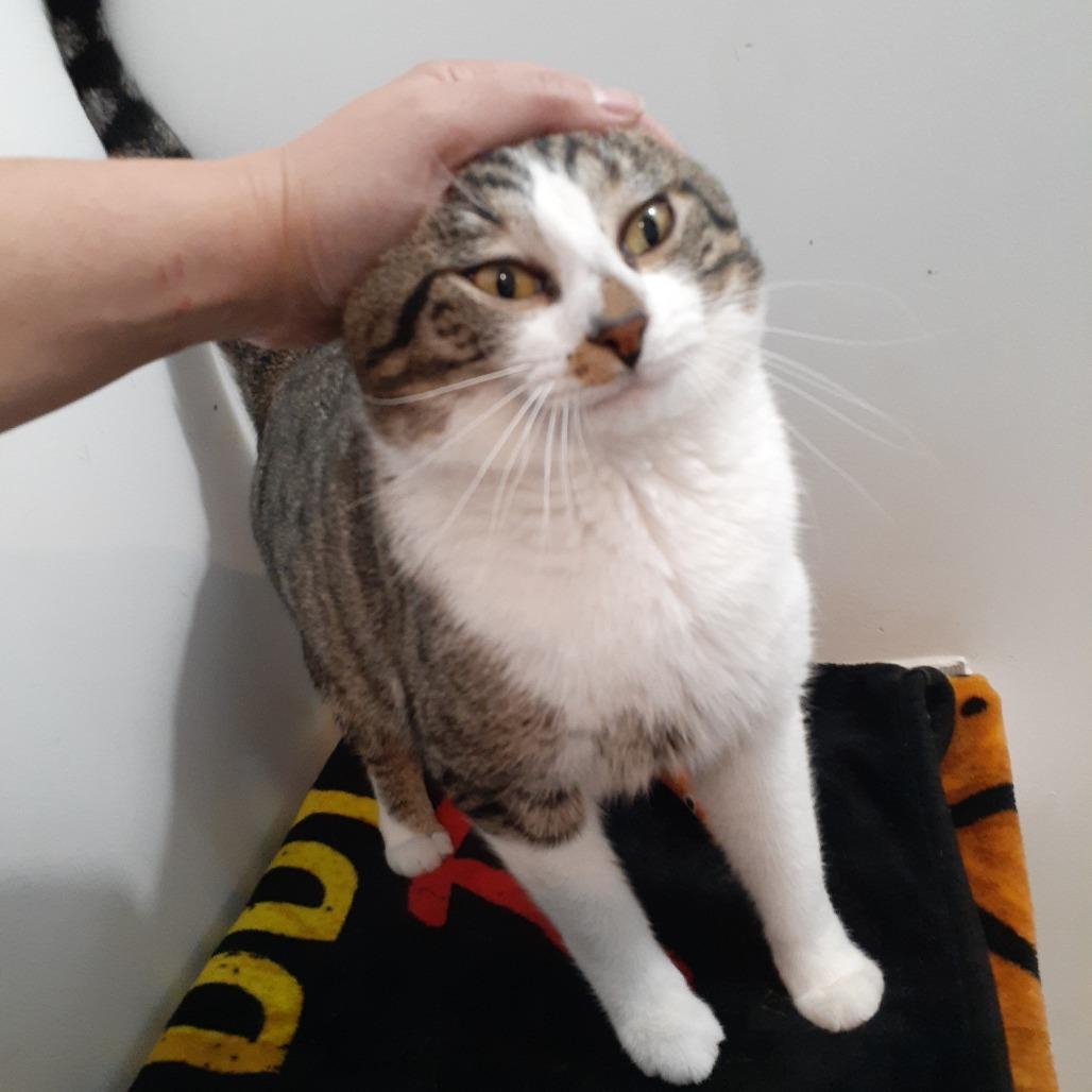 Caesar, a Adoptable Domestic Short Hair in Pittsburgh, PA image 3/6