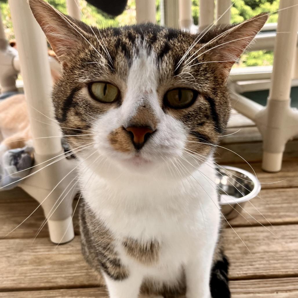 Caesar, a Adoptable Domestic Short Hair in Pittsburgh, PA image 2/2