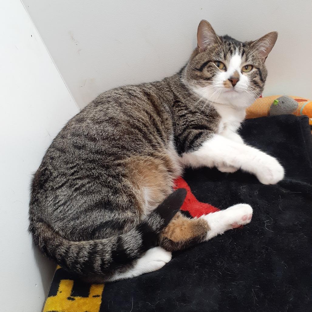 Caesar, a Adoptable Domestic Short Hair in Pittsburgh, PA image 6/6