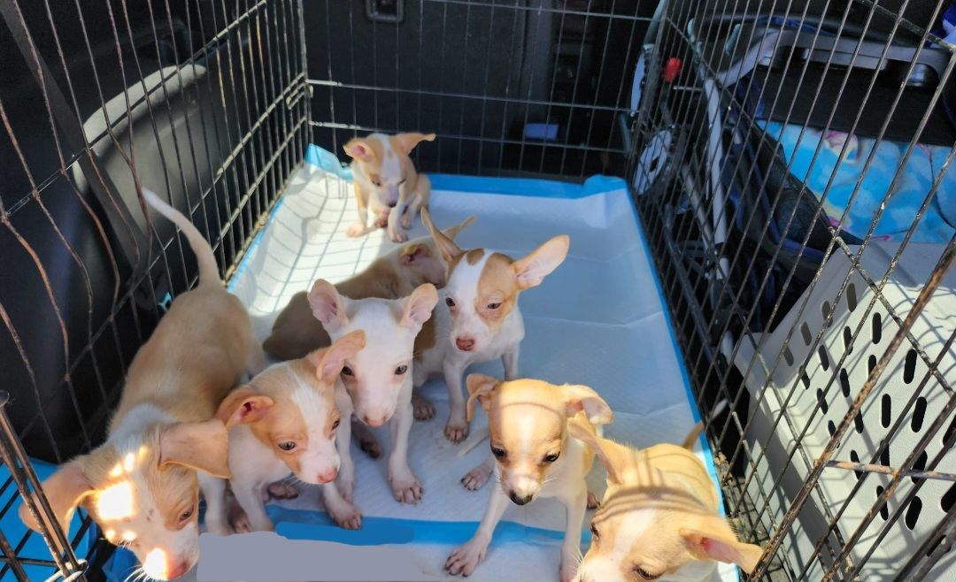 Enlarge Litter of 8 chihuahuas, a Adopted mixed breed in Fullerton, CA image 1/1