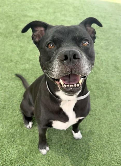 LOKI, Adoptable, Adult Male Pit Bull Terrier & Labrador Retriever.