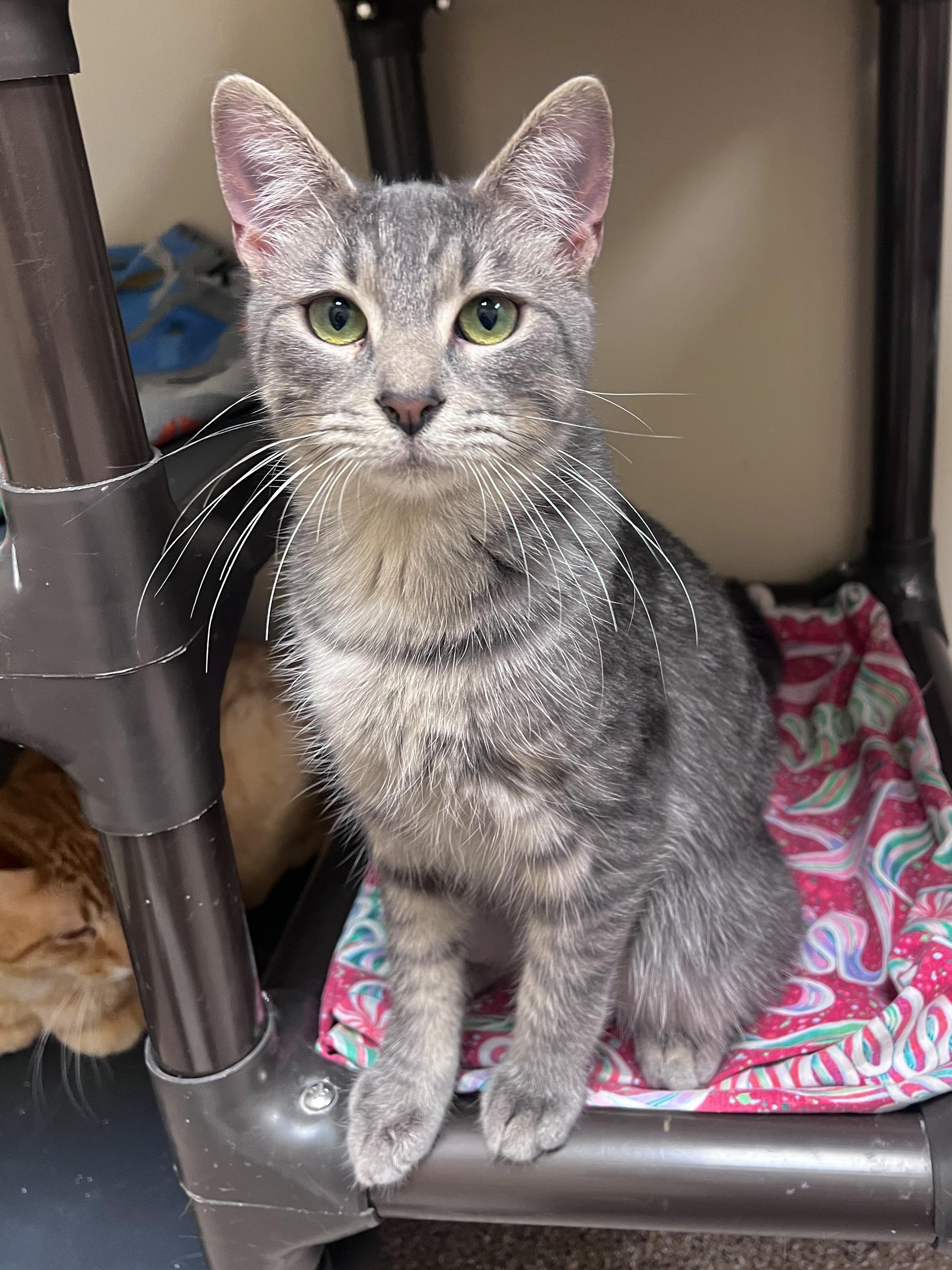 Carter, adopted, Adult Male Domestic Short Hair.
