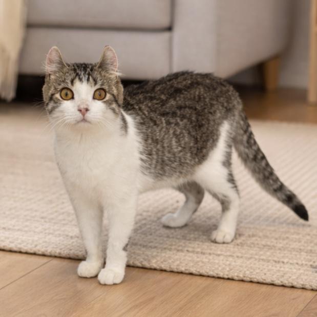 Enlarge Caddi, a ADOPTABLE American Curl in Bentonville, AR image 1/1