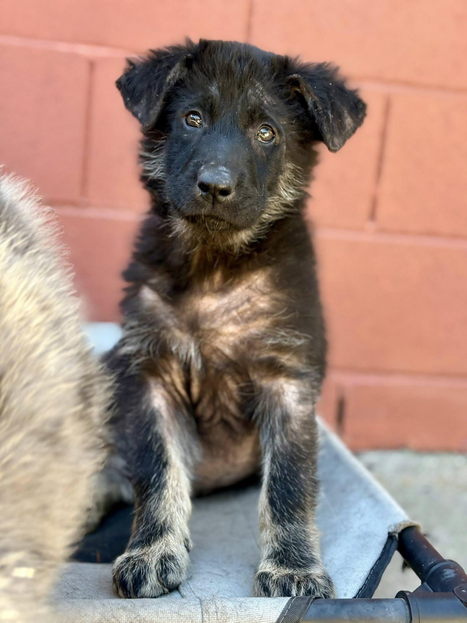 Leia, a Adopted mixed breed in Paso Robles, CA image 1/3
