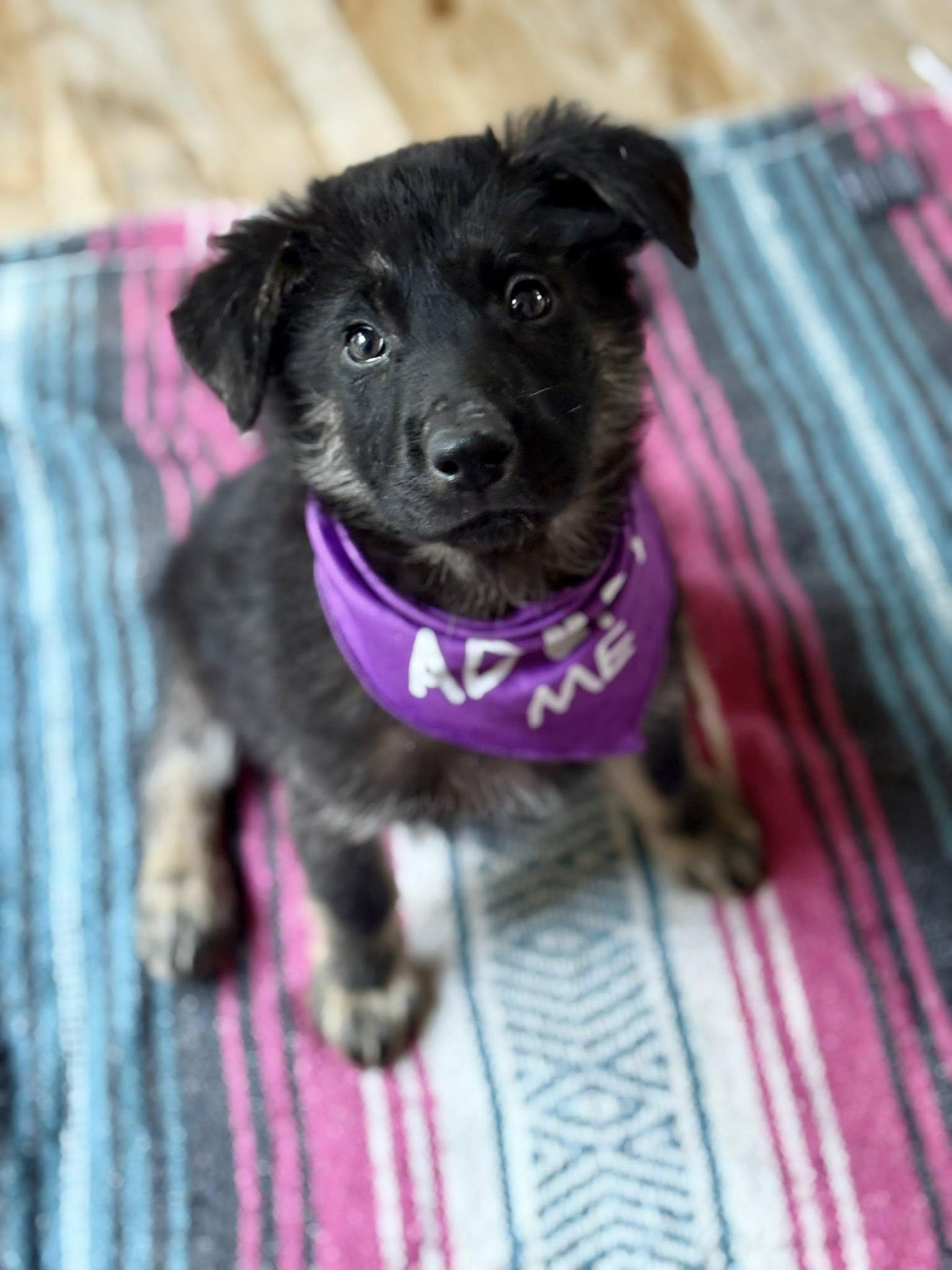 Leia, a Adopted mixed breed in Paso Robles, CA image 2/3