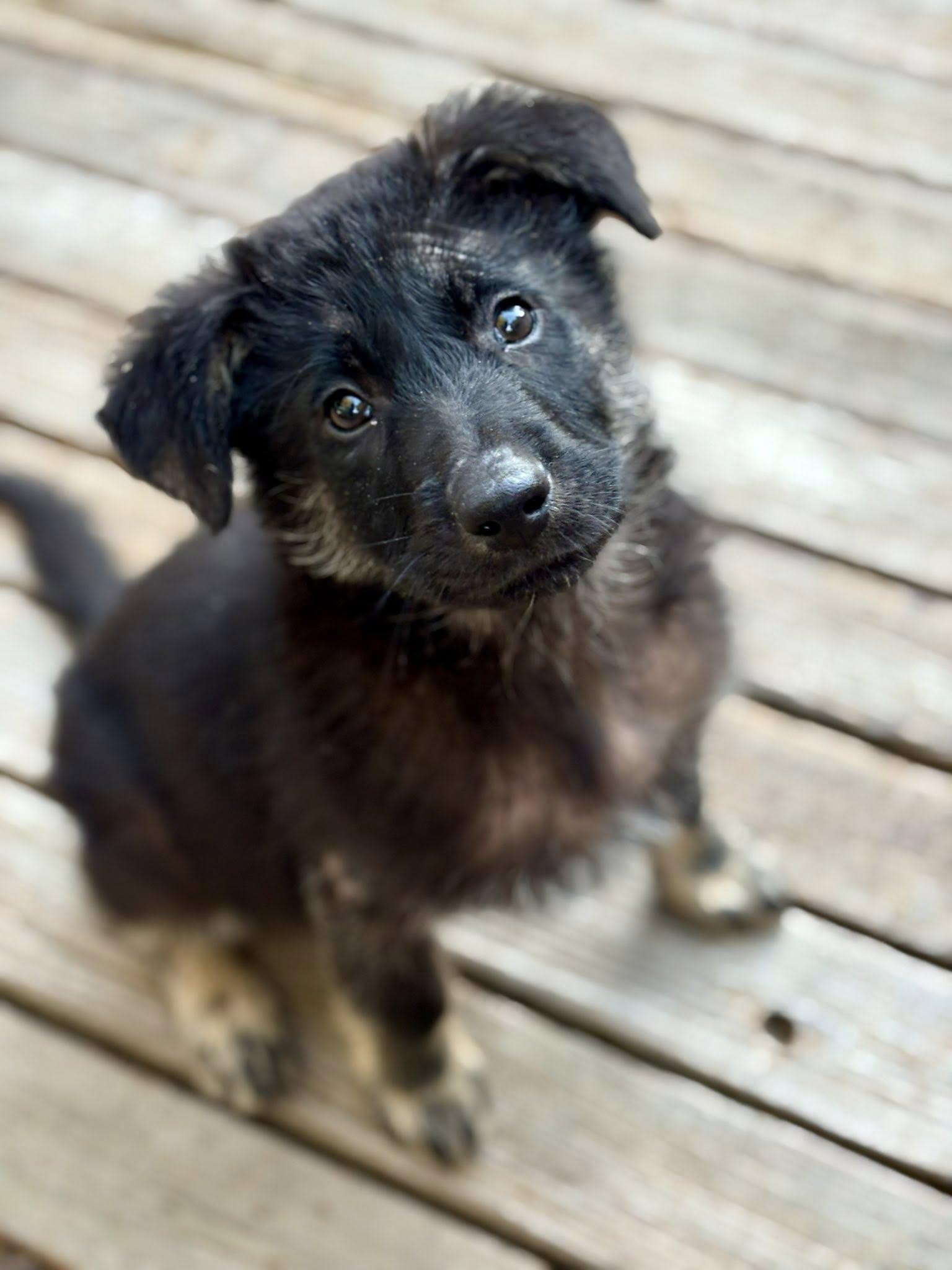 Leia, a Adopted mixed breed in Paso Robles, CA image 3/3