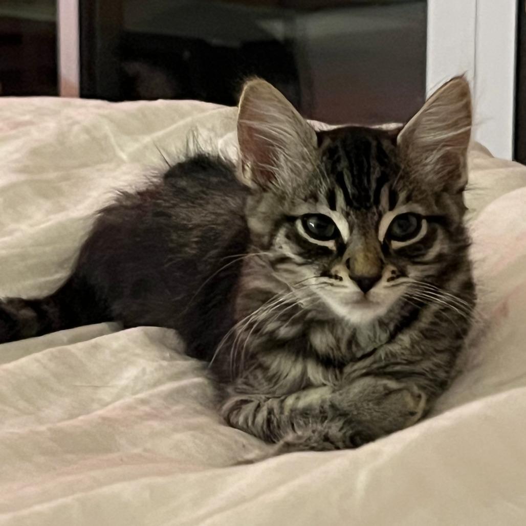 Teddy — thumbnail 2