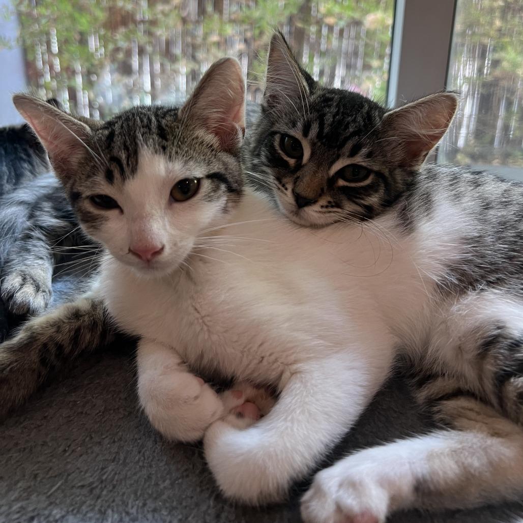 Teddy — thumbnail 3