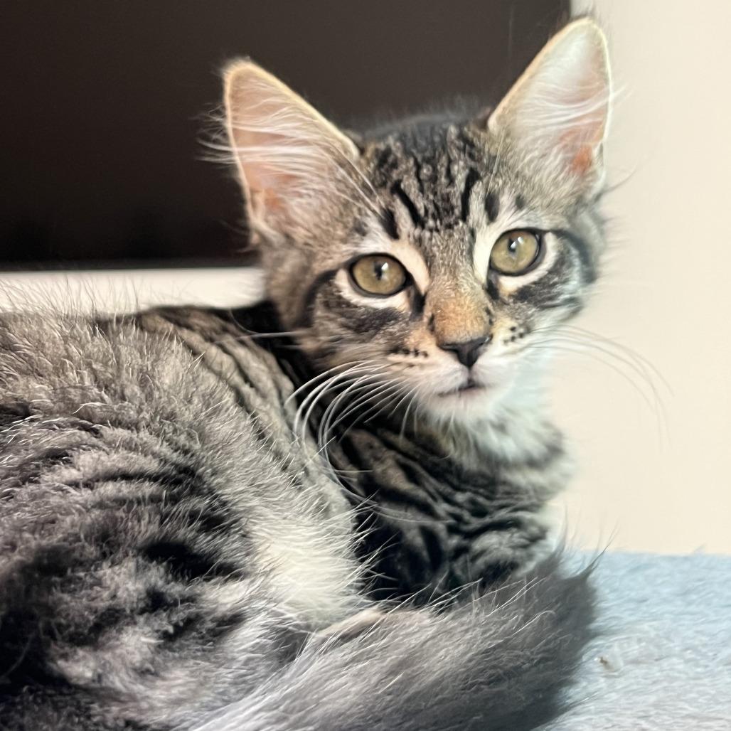 Teddy — thumbnail 4