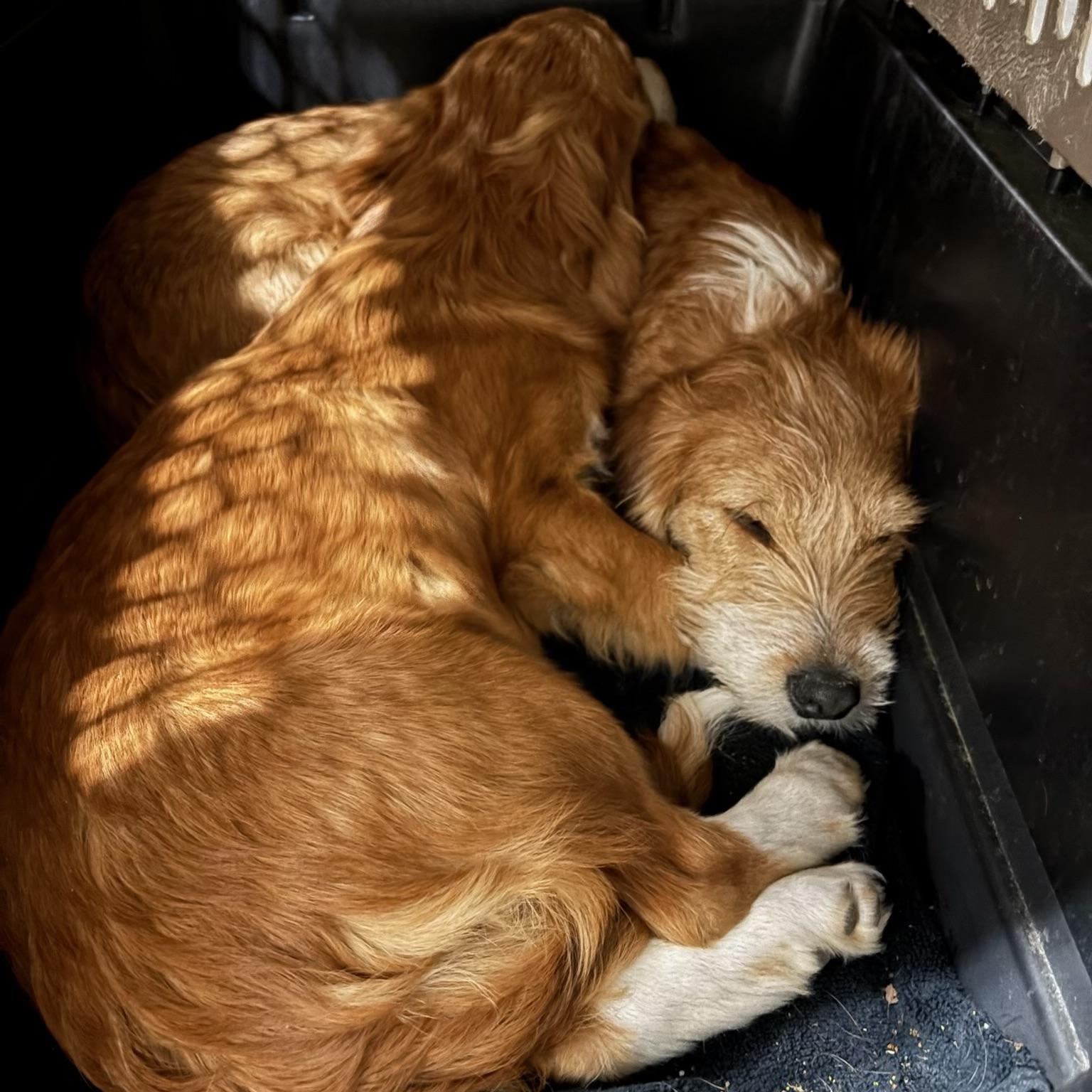 Clover , an adopted mixed breed in Dallas, TX image 2/3