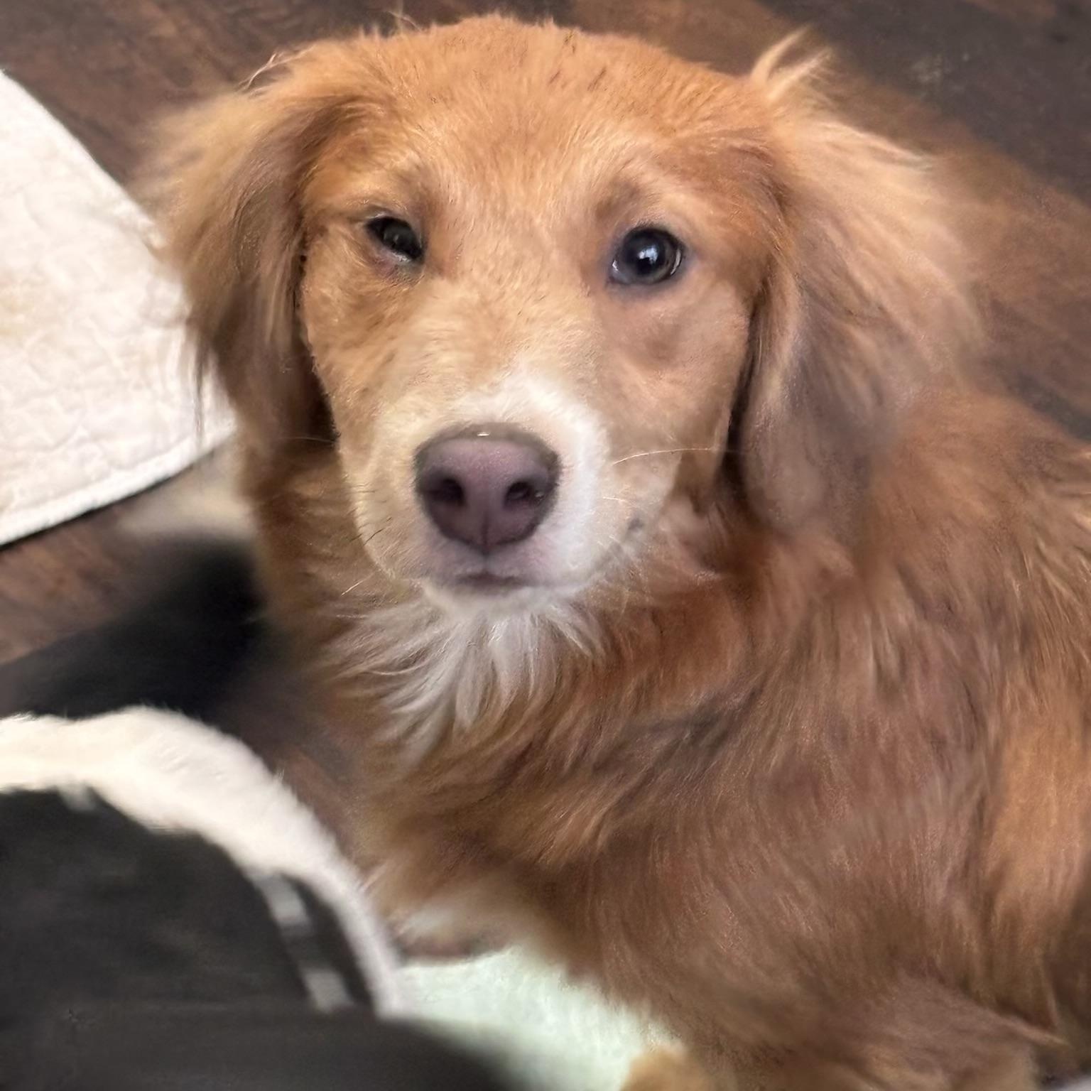 Clover , an adopted mixed breed in Dallas, TX image 1/3