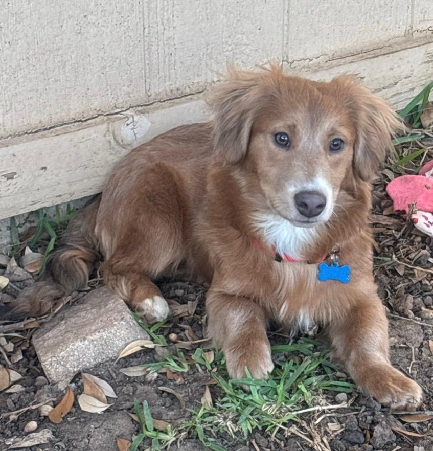 Clover , an adopted mixed breed in Dallas, TX image 3/3