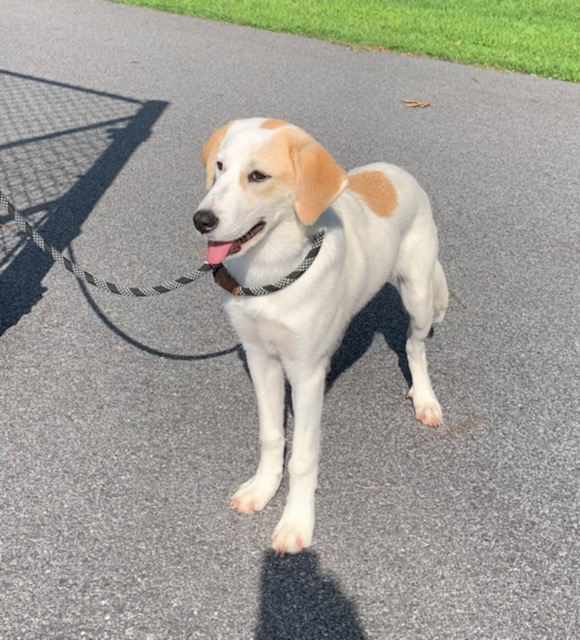 Mollie, Adopted, Young Female Hound.