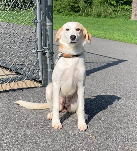 Enlarge Mollie, a Adopted Hound in Emporia, VA image 2/4