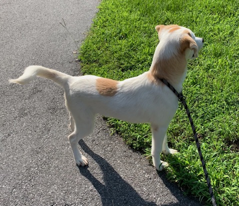 Enlarge Mollie, a Adopted Hound in Emporia, VA image 3/4