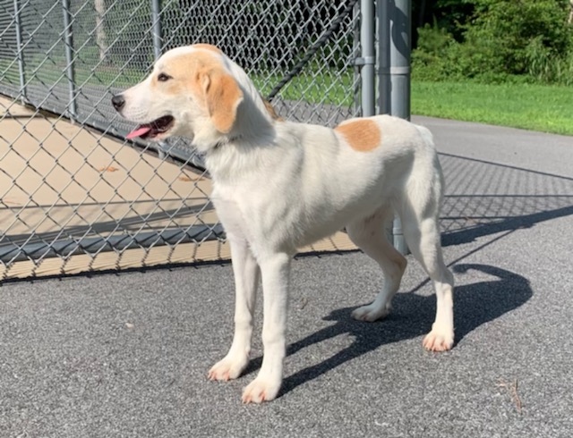 Enlarge Mollie, a Adopted Hound in Emporia, VA image 4/4