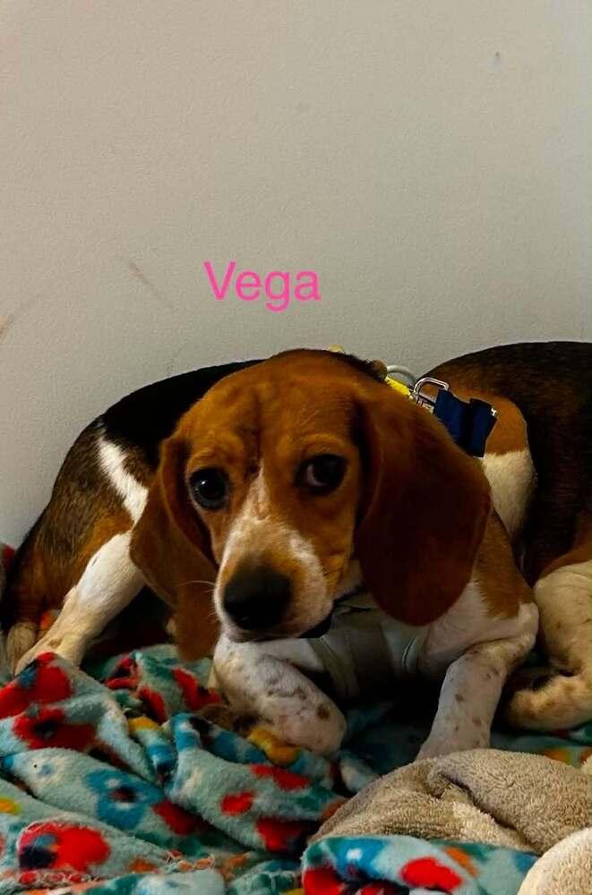 Enlarge Vega Freegle, a Adoptable Beagle in Waunakee, WI image 1/2